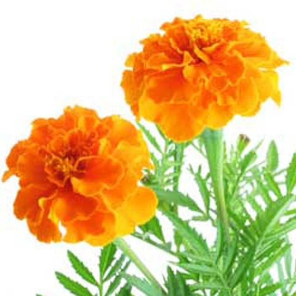 Marigold Clip Art N9