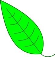 Green simple leaf clipart