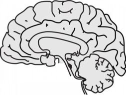 Brain Clip Art N108