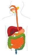 Digestive System Diagram drawing