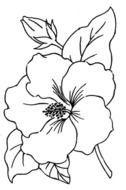 white Flower Drawing