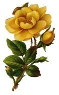 vintage drawing of a yellow rose on a white background