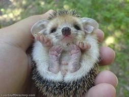Cute Baby Hedgehog N2