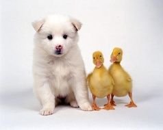 Cute white puppy dog and two yellow ducklings