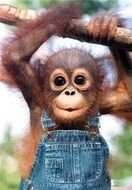 Funny Baby Monkey drawing