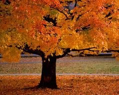 colorful autumn tree in the park in autumn