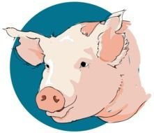 Pig Head Clip Art N11
