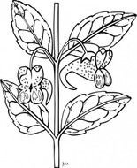 Ku Impatiens Capensis Clip Art Aper ccedilu Vecteur Gratuit