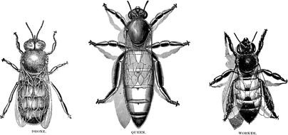 Vintage Honey Bee Clip Art drawing