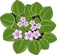 clipart of the African Violets