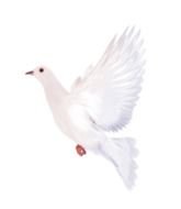 white dove on a white background