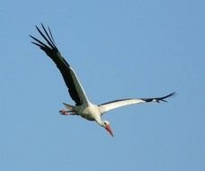 Black and white stork in the blue sky
