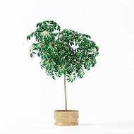 Tall Potted Plants