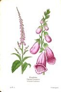 Foxglove as a graphic illustration