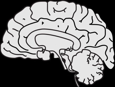 Brain Clip Art N108