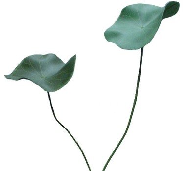Leaf And Vine Tattoos