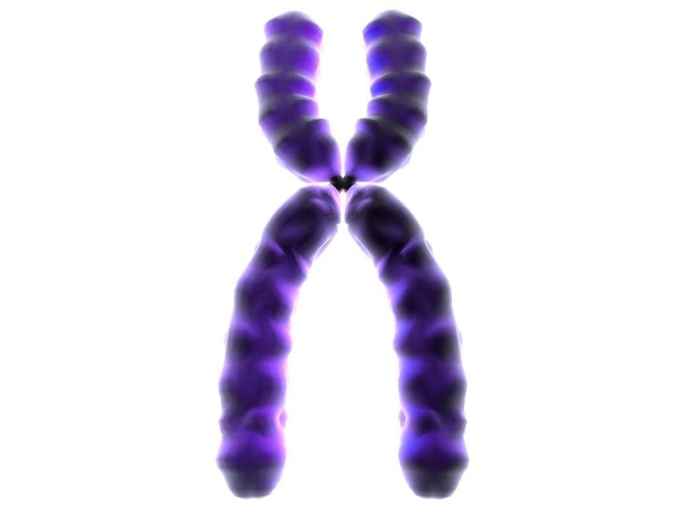 Chromosome Clip Art drawing