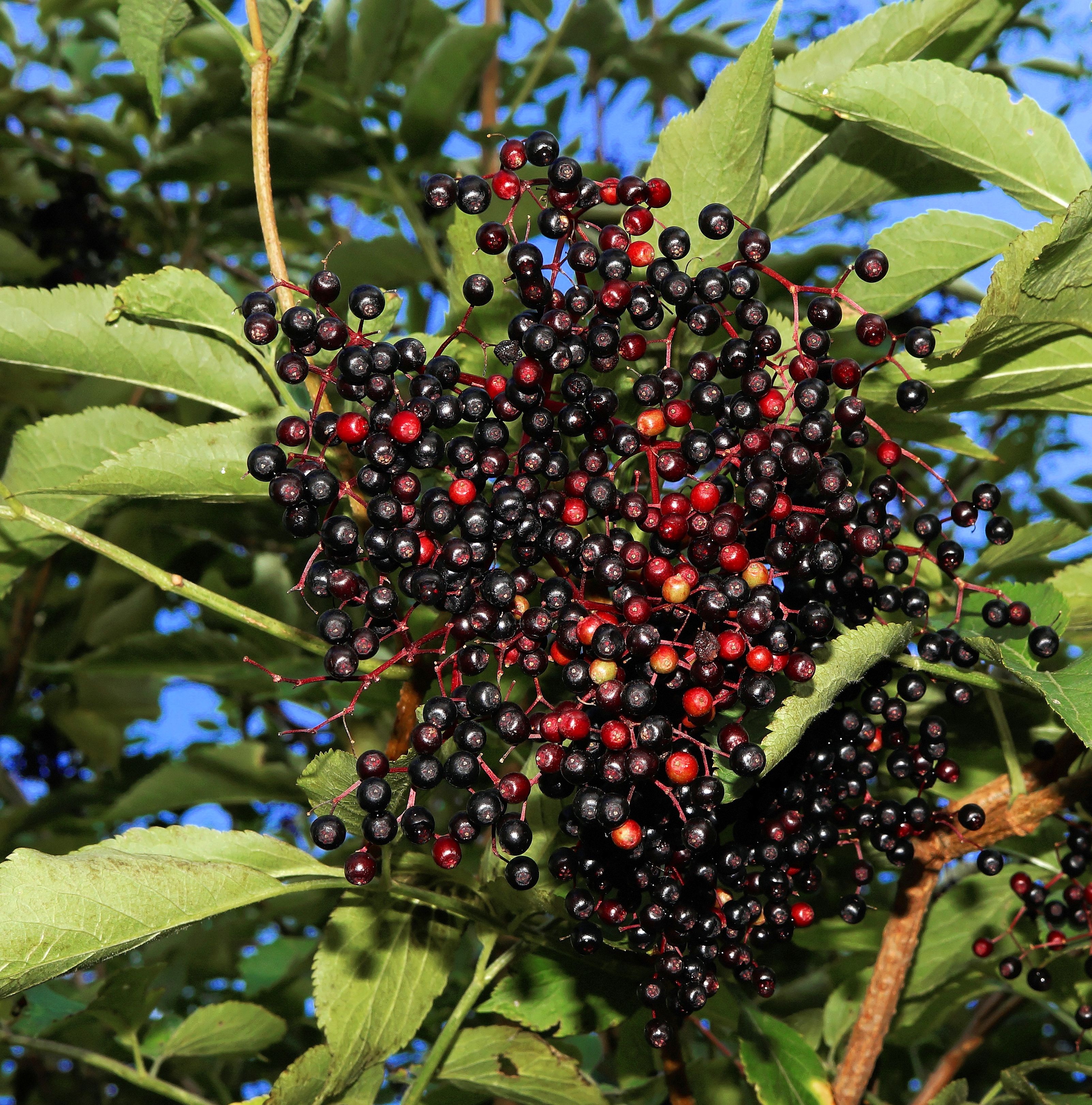 Черные ягоды названия с фото