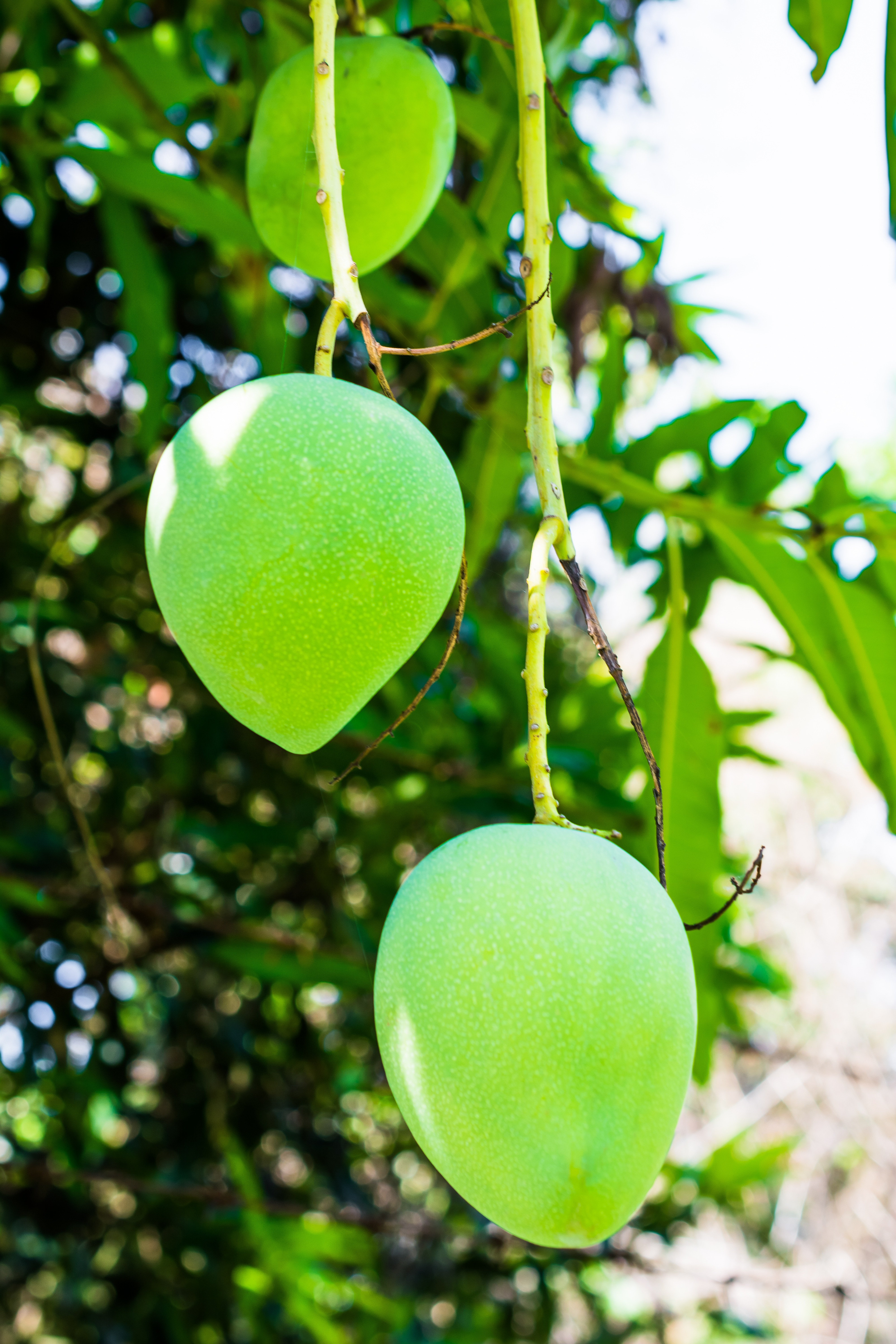 Fruits on the <b>mango</b> tree close-up on blurred background image.