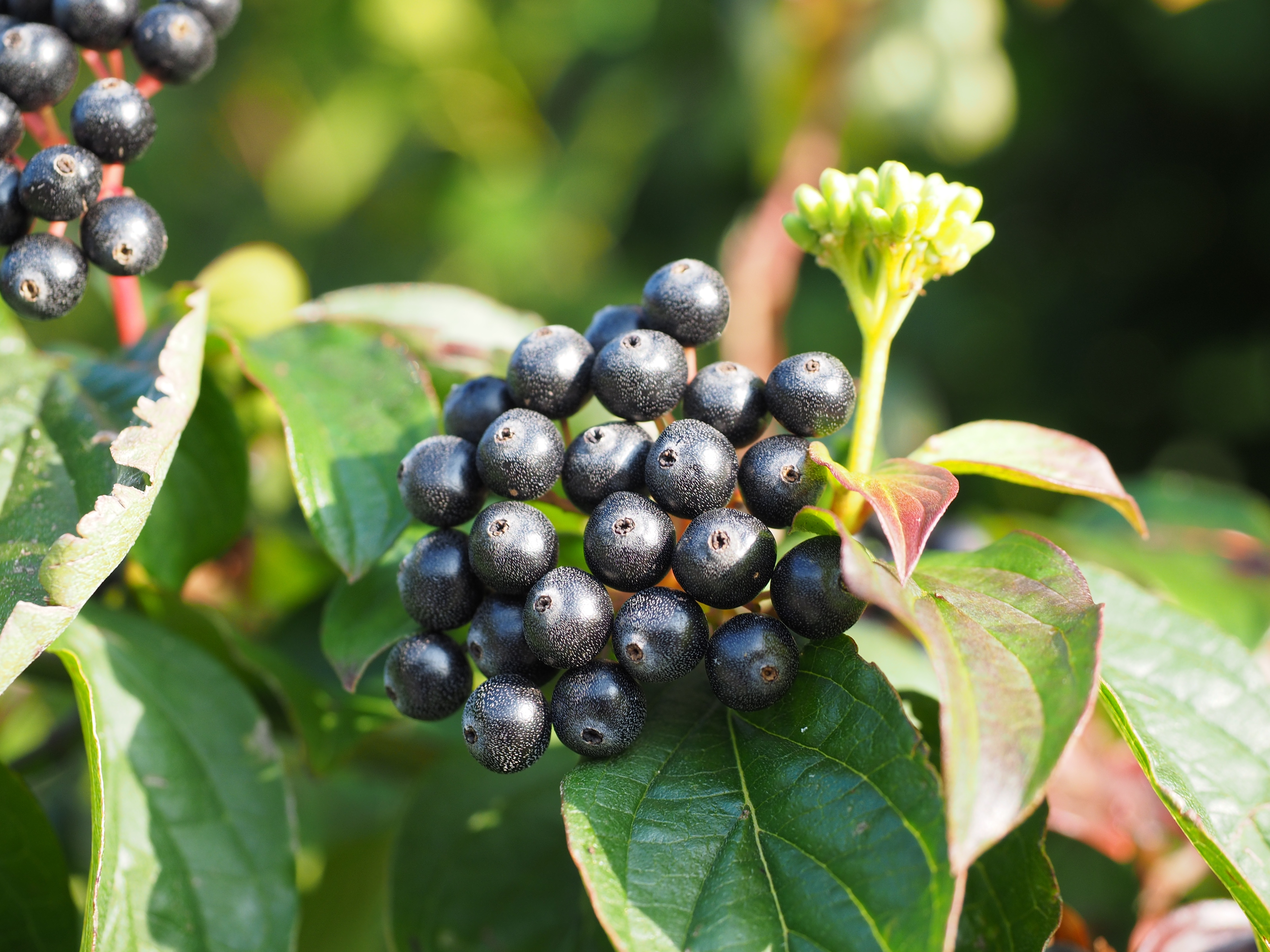 Dogwood - Cornus sanguinea черные ягоды