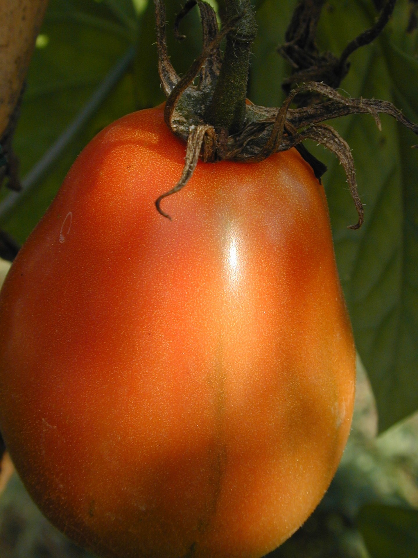 Хурма оранжевая томат