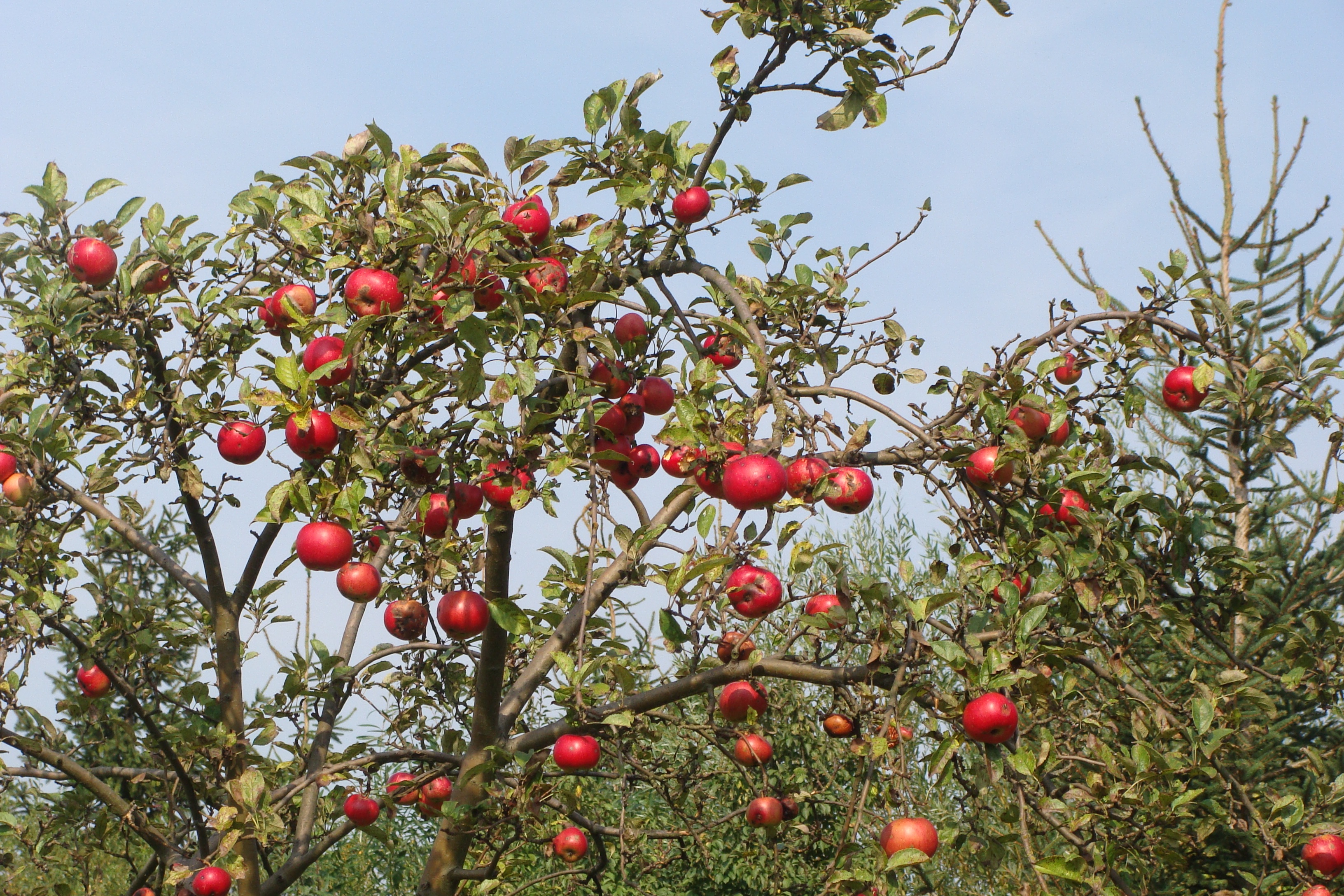 Яблоня с красными плодами