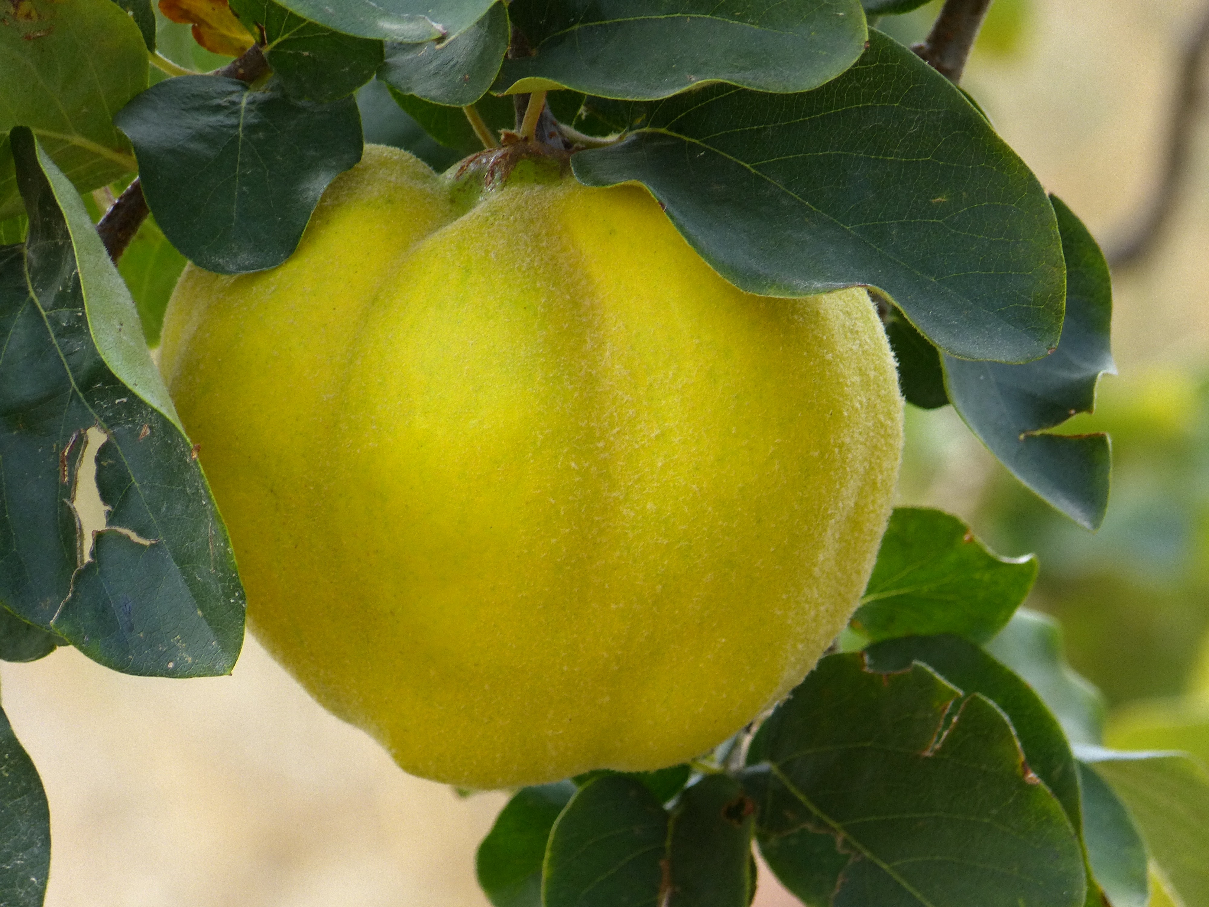 Плод похожий на грушу. Айва фрукт дерево. Айва Азербайджанская. Айва яблоковидная. Дерево айвы с плодами.