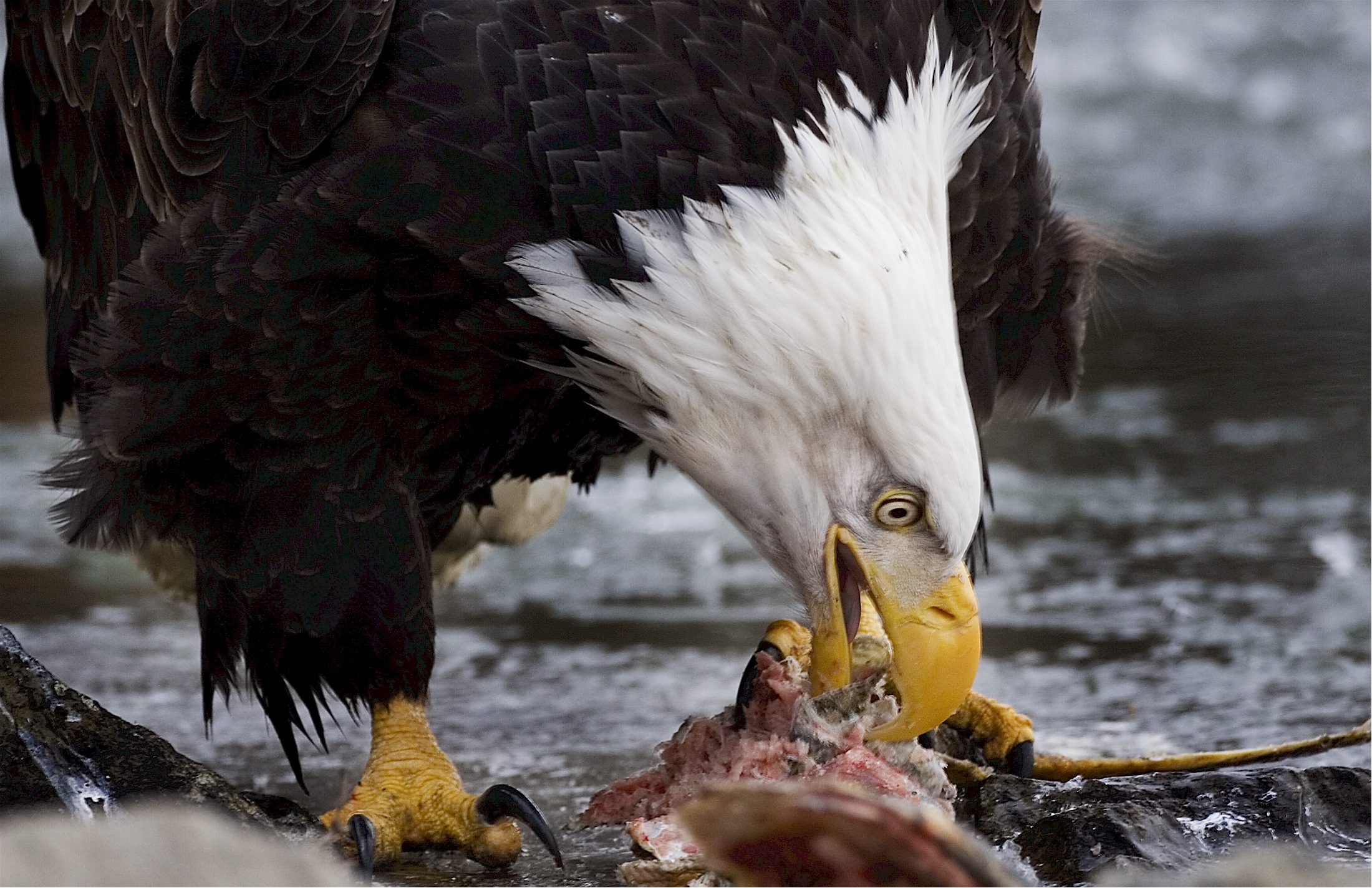 Bald eagle eating meat free image download