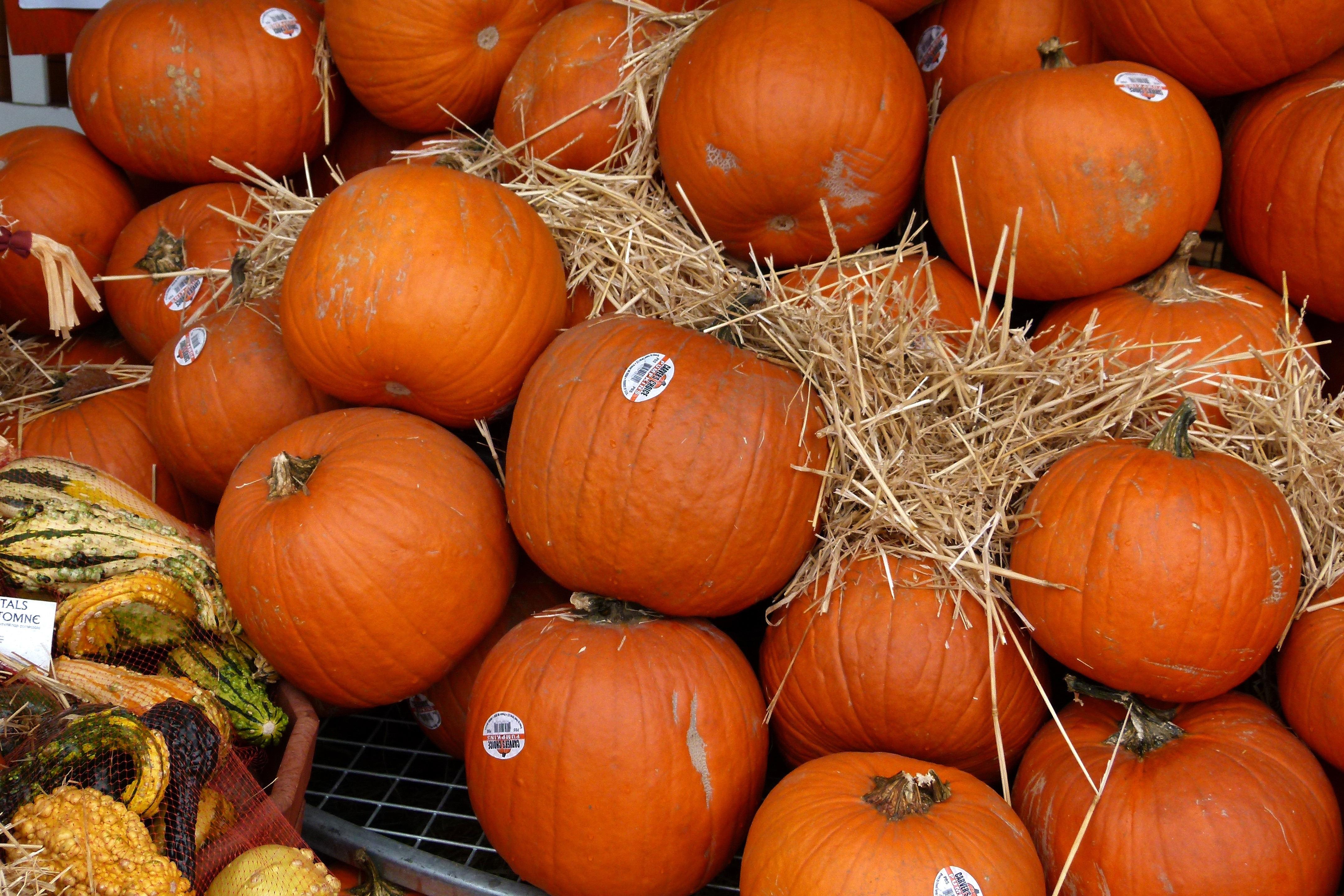 Тыква на зиму. Тыква сезонная. A lot of Pumpkins.