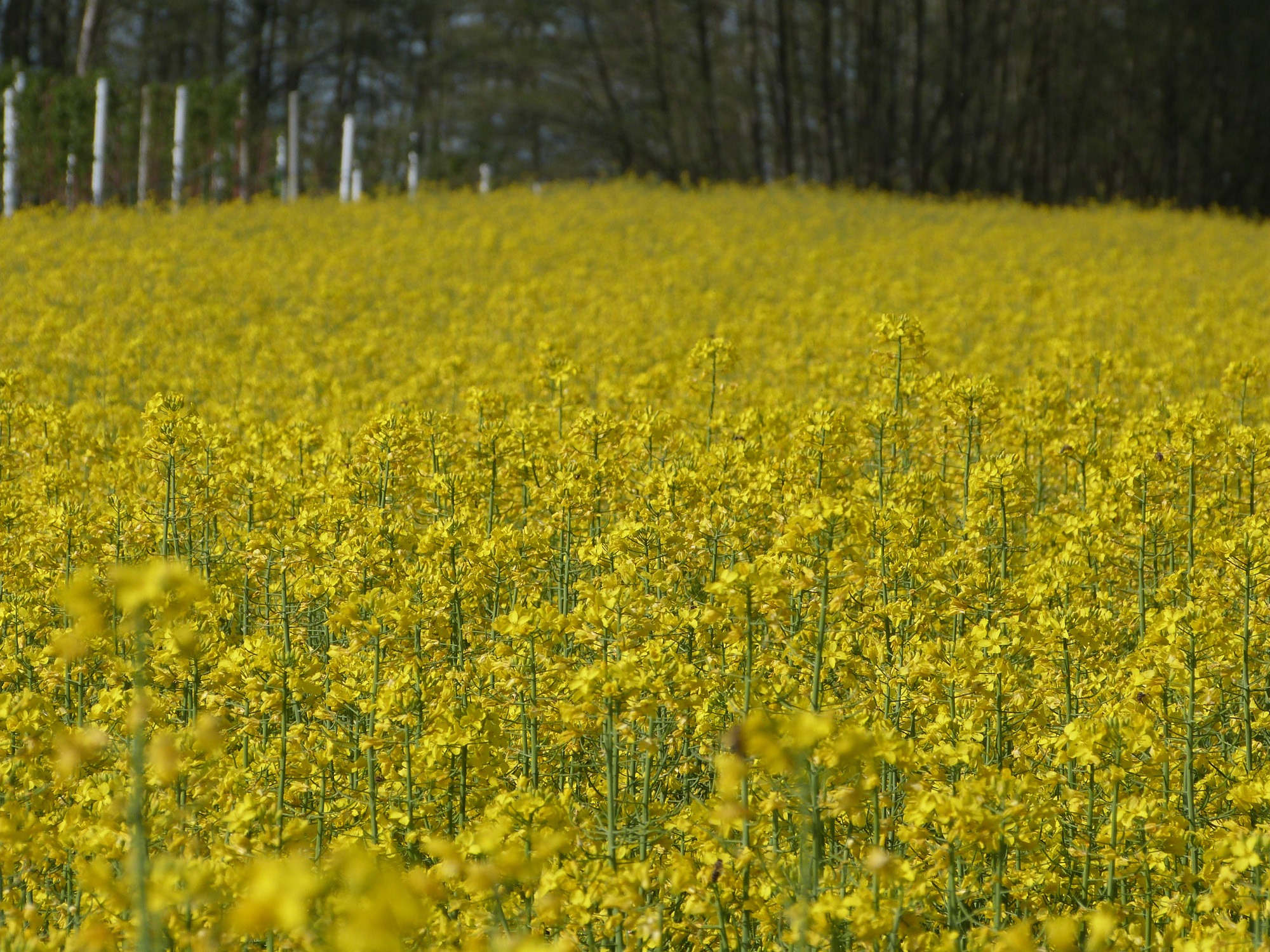 Как называется поле травы. Рапс Полевая горчица. Рапс полевой желтый. Жёлтая трава на полях. Желтое растение на полях.