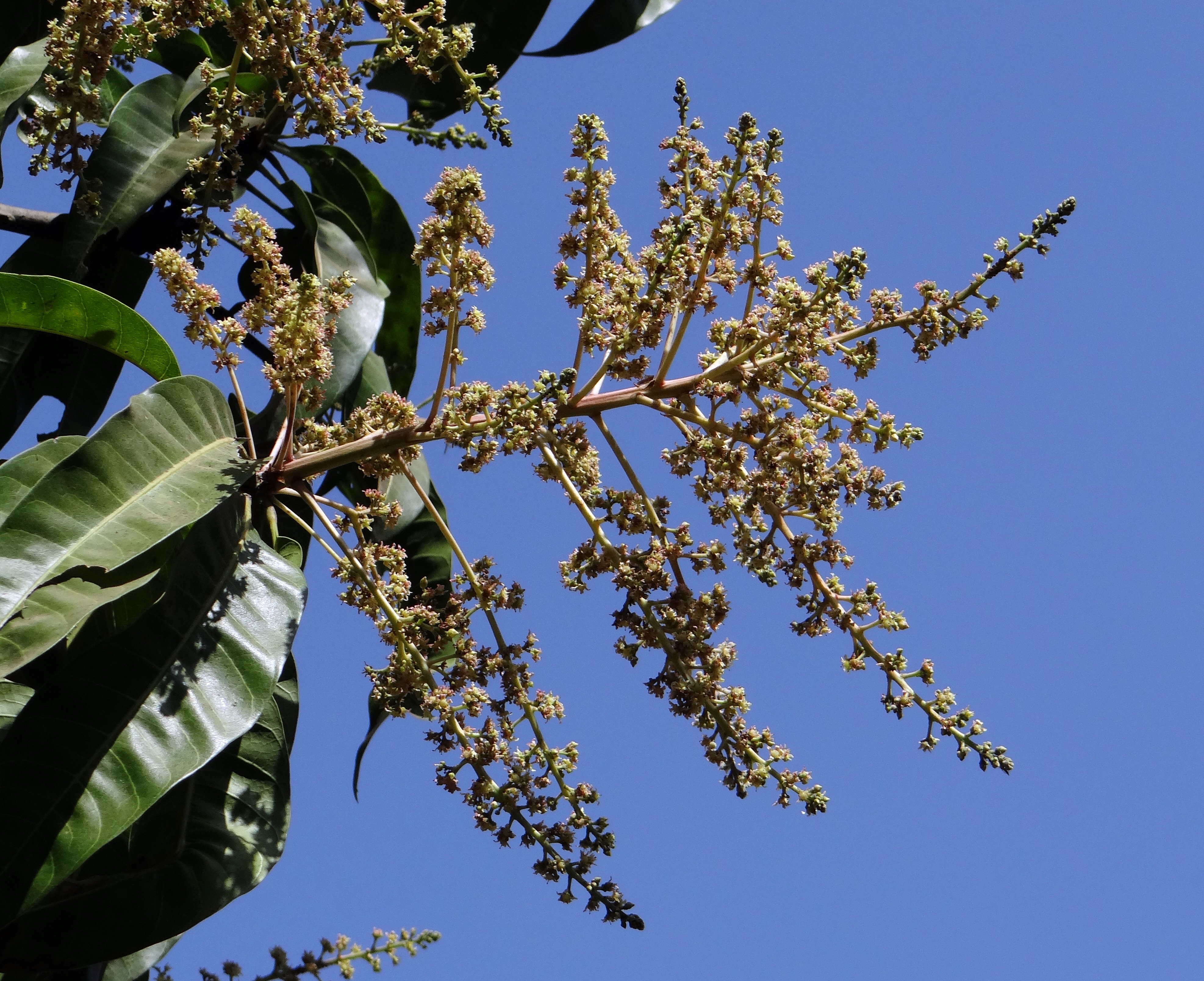 Как цветет манго фото дерево Mango blossoms free image download