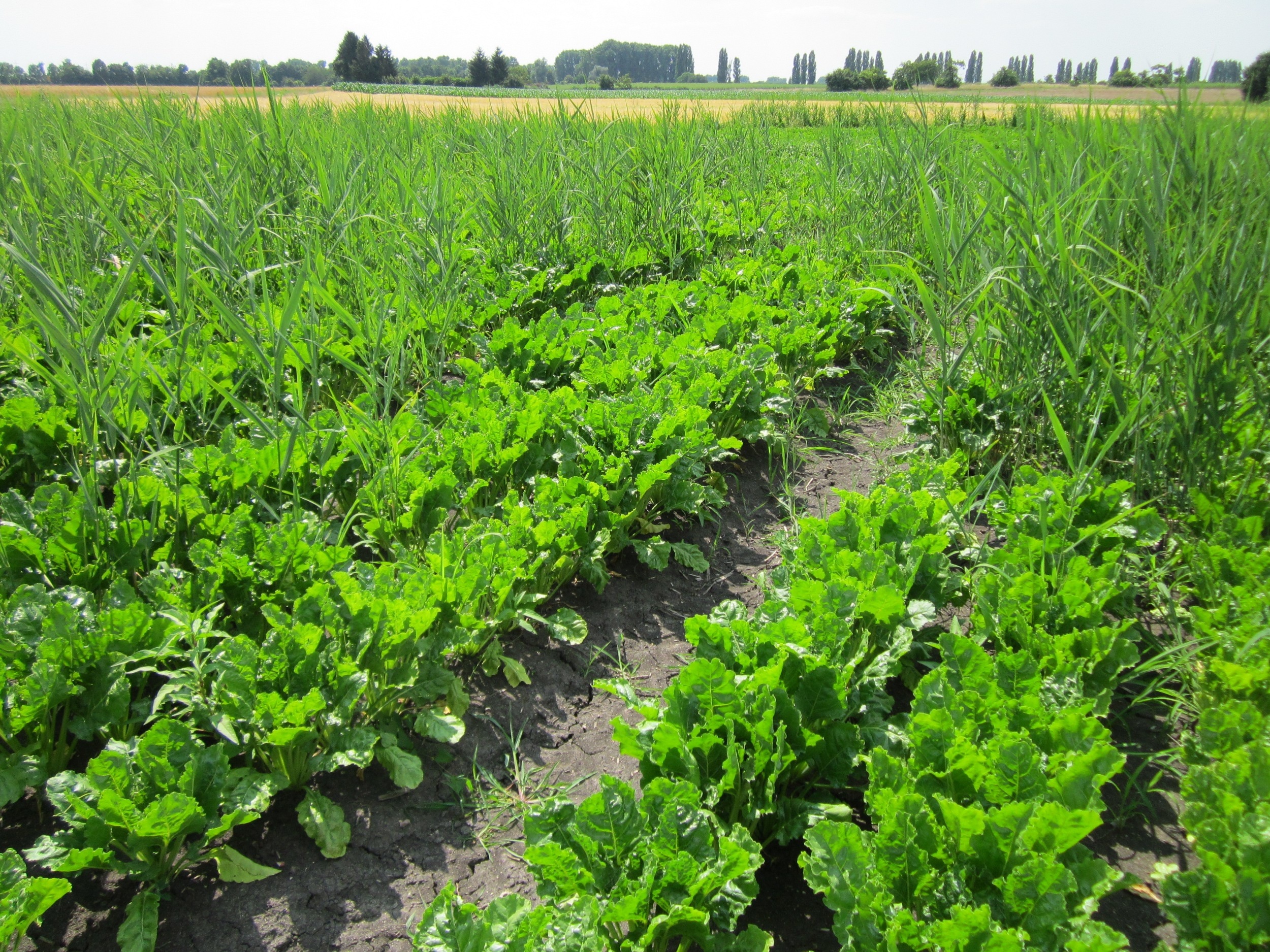 Sugar beets field free image download