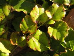 natural green leaves with red dots