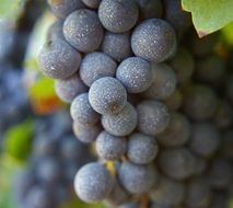 ripe grape cluster close up