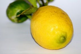 ripe lemon with green leaves