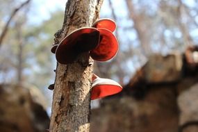 nature mushrooms