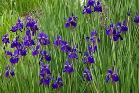 lot of blue irises on flower bed