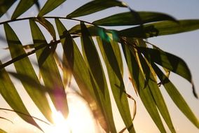 palm tree leaves in nature