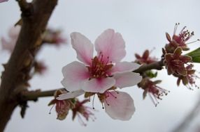 cherry blossom in Germany