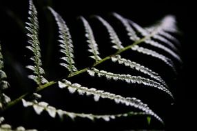 White fern flowers