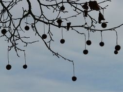 tree seeds