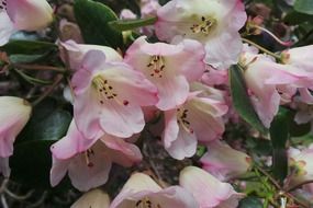 beautiful floral blossom
