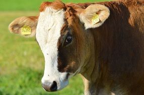 cow with tags on the ears on a green meadow
