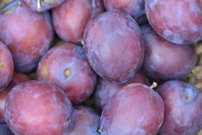 violent fresh plums close-up