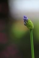 bud of agapanthus flower