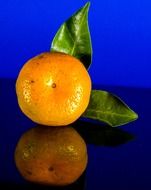 tangerine with leaves on a blue background