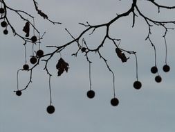 tree seeds on a background cloudy sky