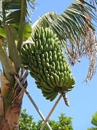 green banana fruits on plant at sky