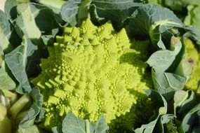 green yellow romanesco vegetables