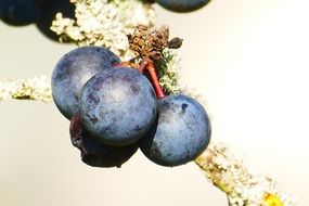 purplish-black berries of blackthorn